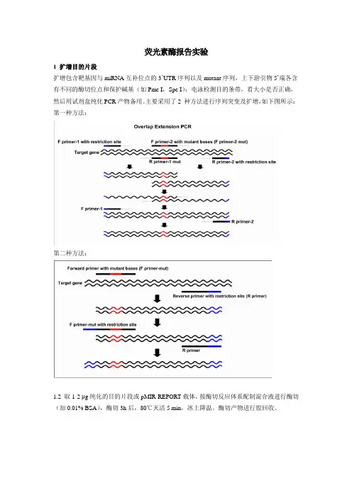 荧光素酶报告实验
