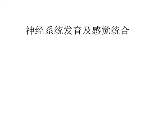 神经系统发育及感觉统合 ppt课件