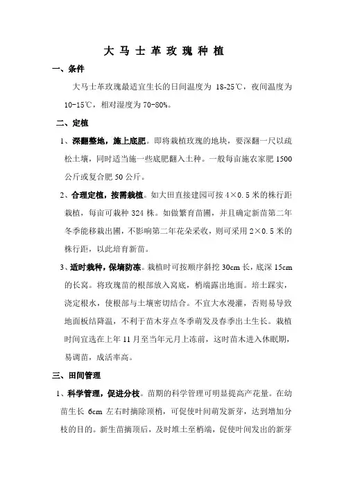 大 马 士 革 玫 瑰 种 植3