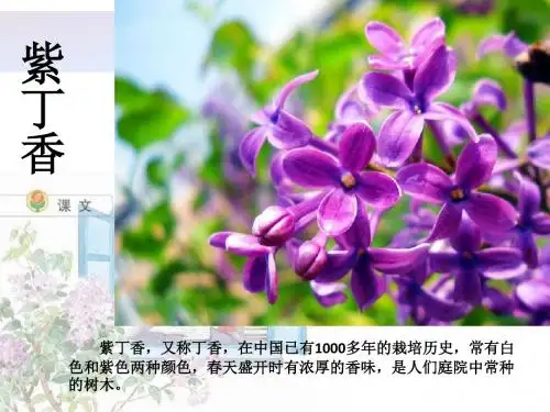 《一株紫丁香》