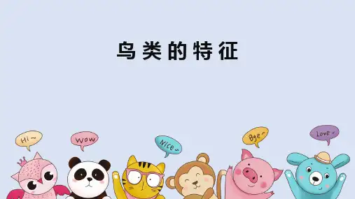 鸟类的特征教学PPT课件