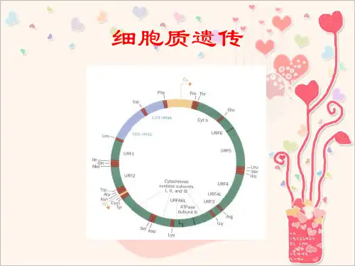 细胞质遗传-精品课件