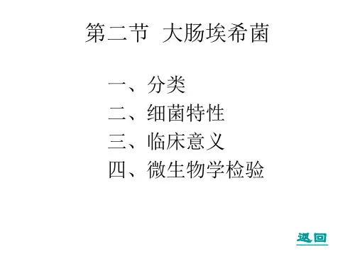 大肠埃希菌