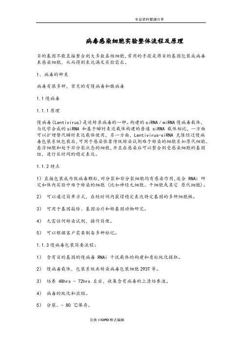 病毒感染细胞实验整体流程和原理