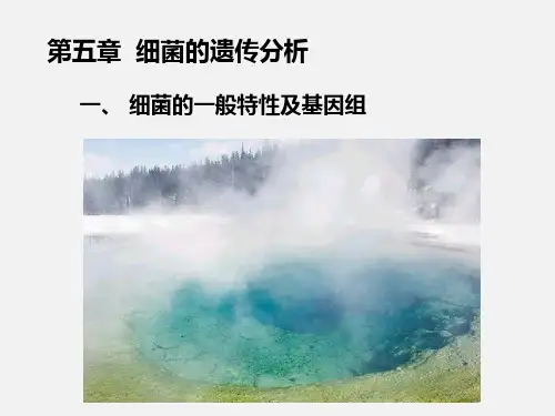 遗传学第五章 细菌的遗传分析课件