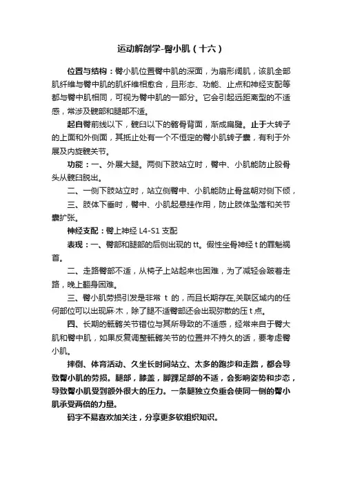 运动解剖学-臀小肌（十六）