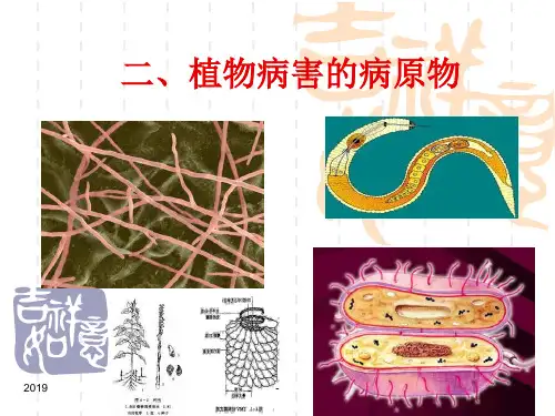 植物病害的病原物ppt课件
