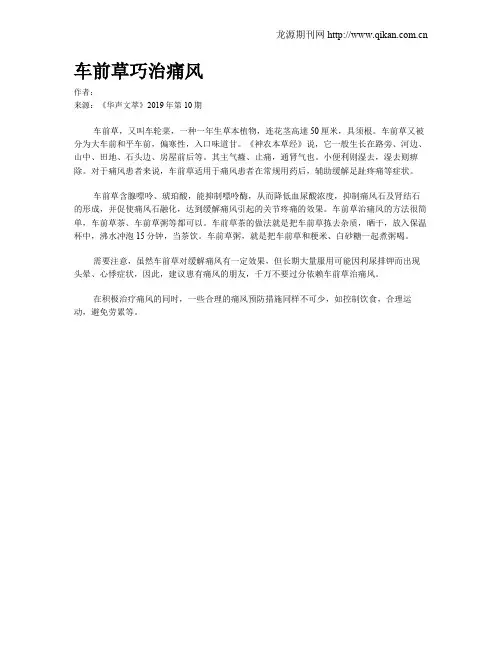 车前草巧治痛风