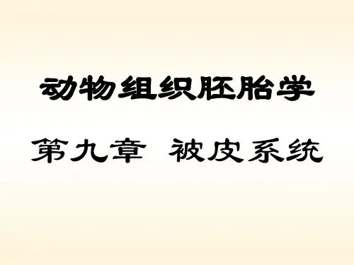 组织胚胎学课件皮肤