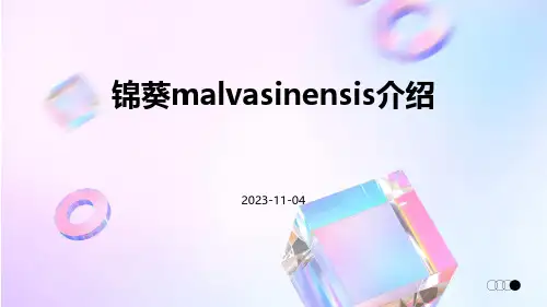 锦葵Malvasinensis的介绍