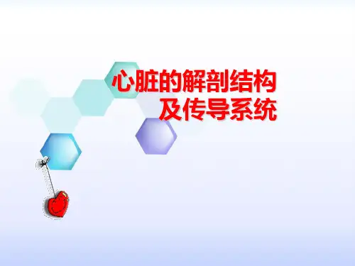 心脏的解剖结构及传导系统