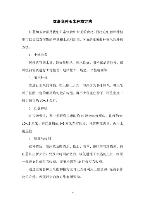 红薯套种玉米种植方法