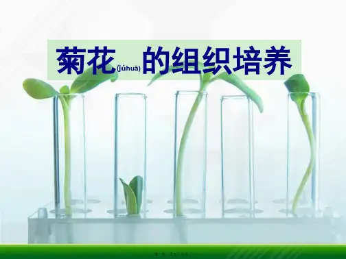 菊花的组织培养(PPT)