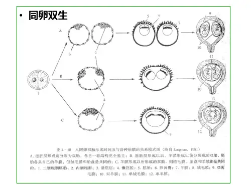 【高中生物】胚胎分割和胚胎干细胞