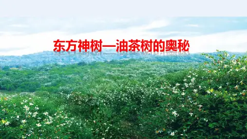有机山茶油的奥秘