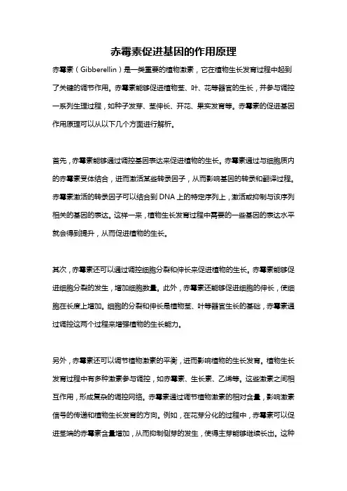 赤霉素促进基因的作用原理