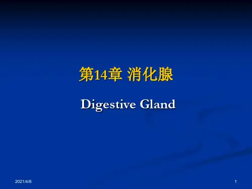 14-消化腺