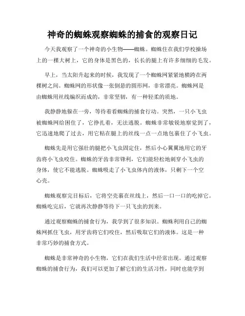 小学三年级作文神奇的蜘蛛观察蜘蛛的捕食的观察日记