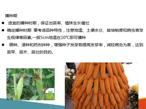 玉米播种技术(玉米生产技术课件)