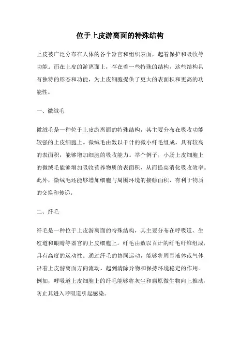 位于上皮游离面的特殊结构
