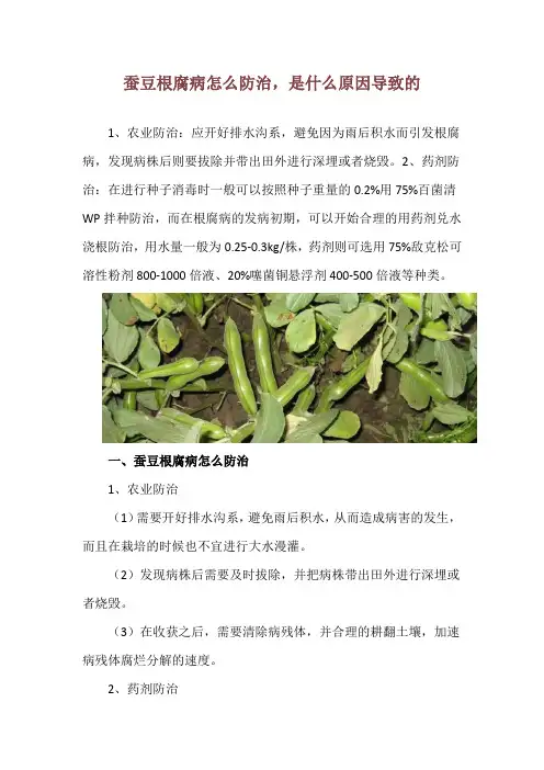 蚕豆根腐病怎么防治,是什么原因导致的