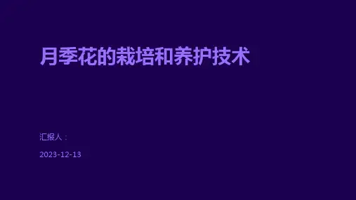 月季花的栽培和养护技术