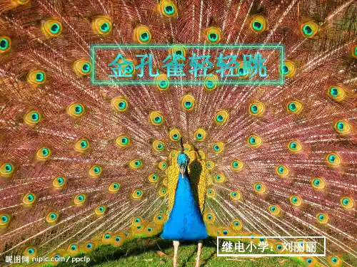 金孔雀轻轻跳课件PPT