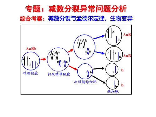 专题减数分裂异常问题分析