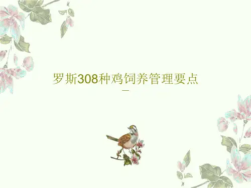 罗斯308种鸡饲养管理要点36页PPT