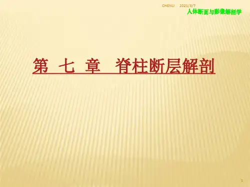 脊柱断层解剖PPT课件