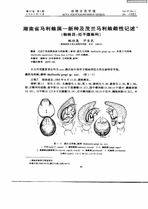 湖南省马利蛛属一新种及茂兰马利蛛雌性记述(蜘蛛目：似平腹蛛科)