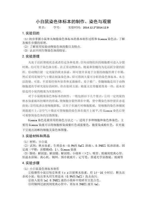 小白鼠染色体标本的制作、染色与观察