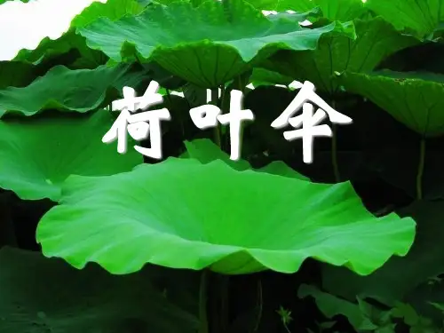 2021优选《荷叶伞》PPT课件3