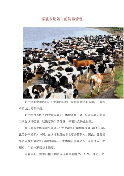 泌乳末期奶牛的饲养管理