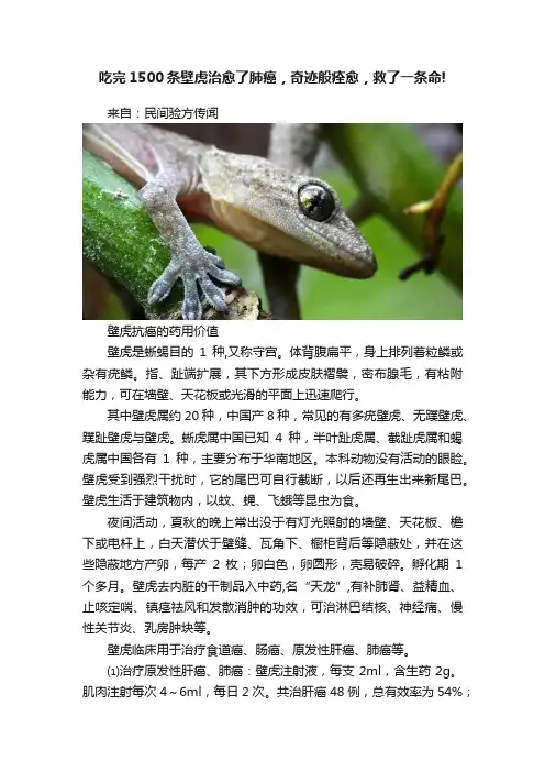 吃完1500条壁虎治愈了肺癌，奇迹般痊愈，救了一条命!