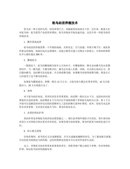 鸵鸟幼苗养殖技术