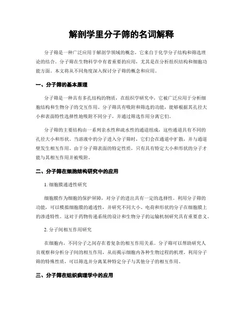 解剖学里分子筛的名词解释
