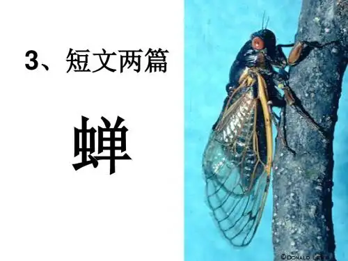 短文两篇·蝉·贝壳PPT课件4 人教版 (共14张PPT)