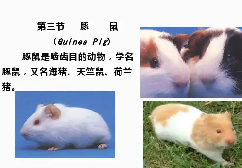 实验动物学 豚鼠