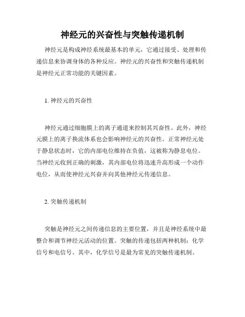 神经元的兴奋性与突触传递机制