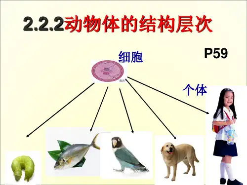 人教版 七年级上册 生物2.2.2 动物体的结构层次 课件