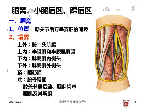 局部解剖学：12.小腿后区、踝后区