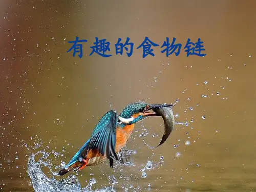 六年级下册科学-有趣的食物链-苏教版-PPT课堂课件