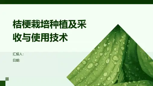 桔梗栽培种植及采收与使用技术