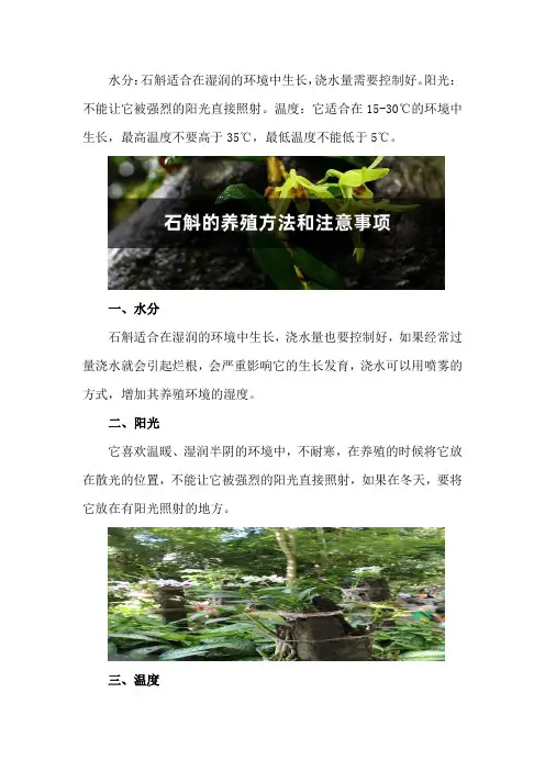 石斛的养殖方法和注意事项