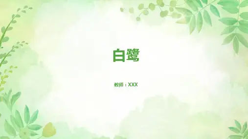 《白鹭》课件