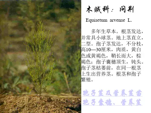 杂草图谱