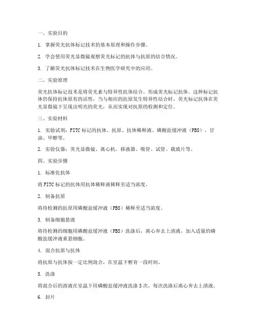 荧光抗体标记_实验报告