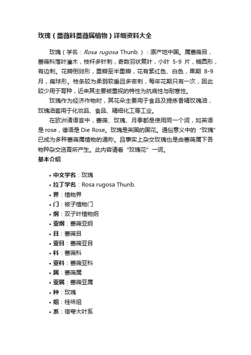 玫瑰（蔷薇科蔷薇属植物）详细资料大全