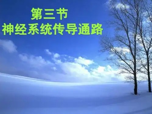 神经系统传导通路